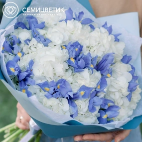 Букет из 5 белых гортензий и 15 синих ирисов в голубой пленке