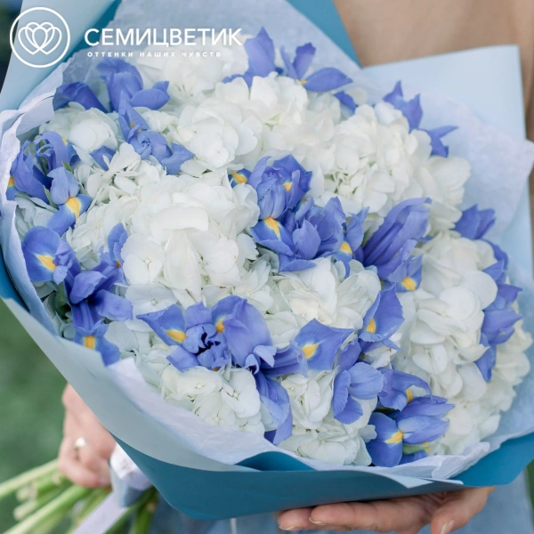 Букет из 5 белых гортензий и 15 синих ирисов в голубой пленке