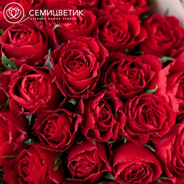 Букет из 25 красных роз (Кения) 40 см Standart в кремовой пленке
