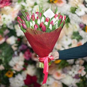 Букет из 51 красный и белый тюльпан 40 см