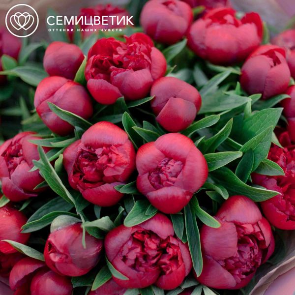 Букет из 25 бордовых пионов Standart