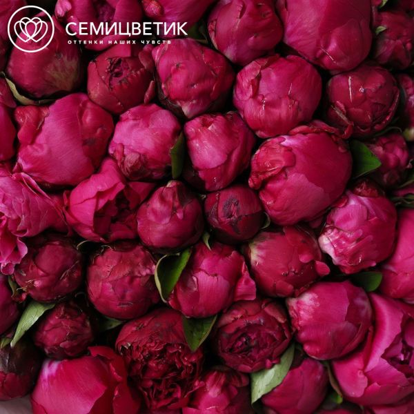 Букет из 101 ярко-розового пиона Red Sarah Bernhardt Premium