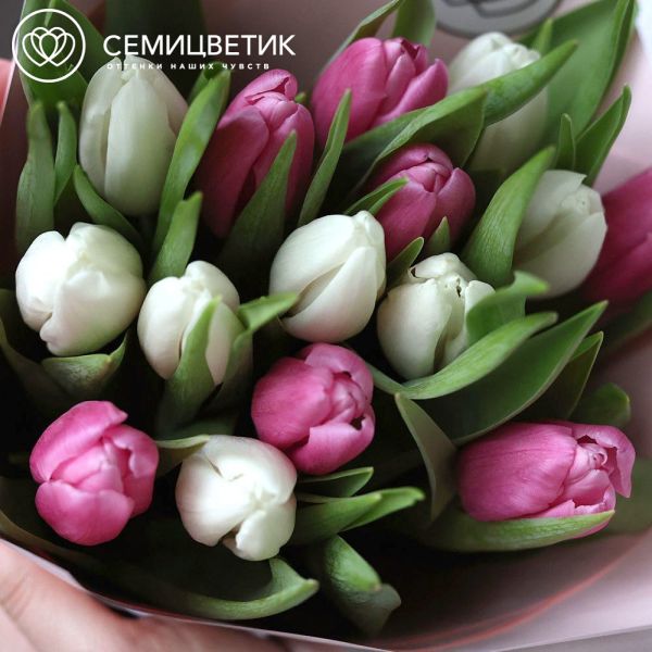 Букет из 15 розовых и белых тюльпанов 40 см