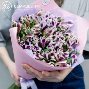 Букет из 23 белых с фиолетовой каймой альстромерий в розовой пленке