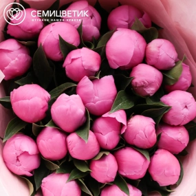 Букет из 25 ярко-розовых пионов Standart в бордовой пленке