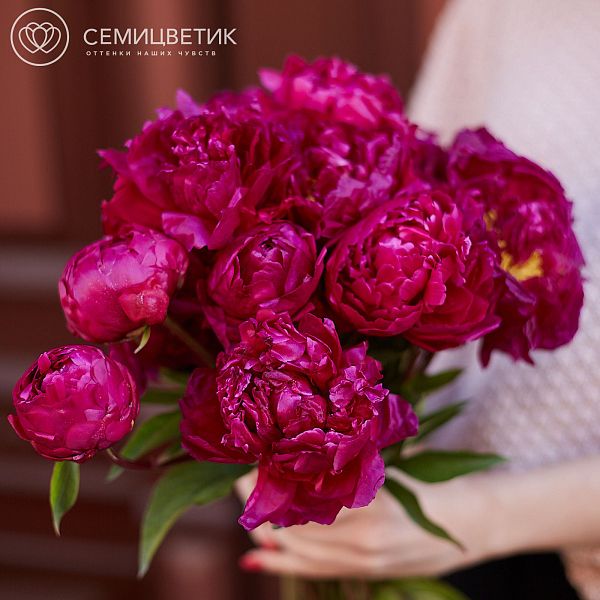 Букет из 15 сливовых пионов Premium