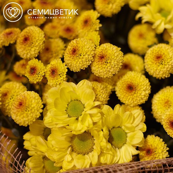 Букет из 15 кустовых хризантем 100 см
