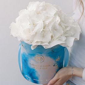 Букет в голубой шляпной коробке Amour Mini из 3 белых гортензий