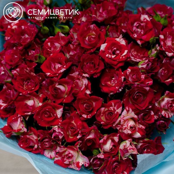 Букет из 25 кустовых роз биколор 40 см (Кения)