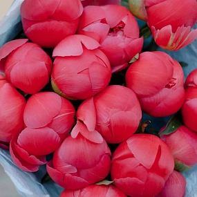 Букет из 15 коралловых пионов Coral Sunset Premium в розовой пленке