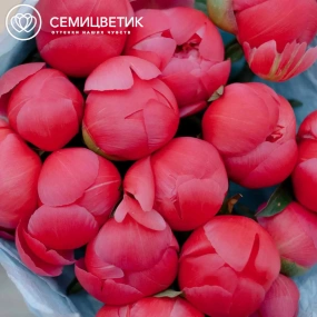 Букет из 15 коралловых пионов Coral Sunset Premium в розовой пленке