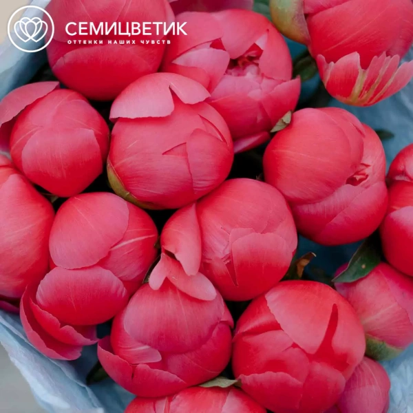 Букет из 15 коралловых пионов Coral Sunset Premium в розовой пленке