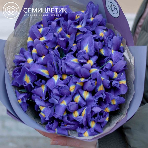 Букет из 35 синих ирисов