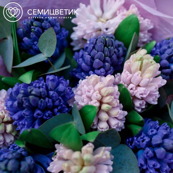 Букет из 11 гиацинтов микс с эвкалиптом