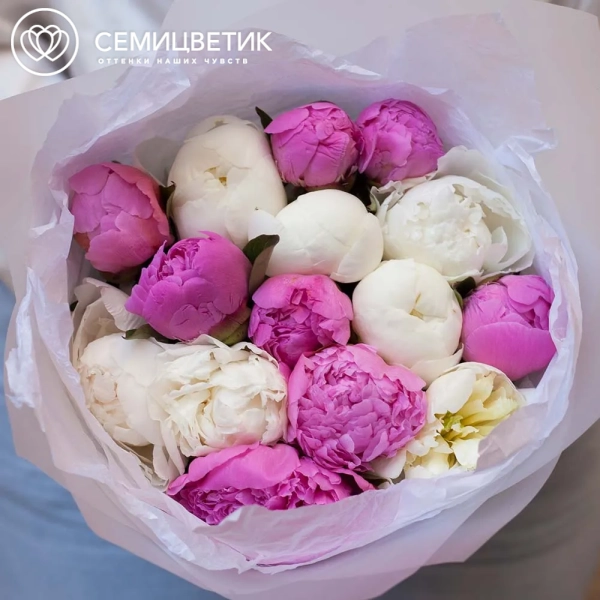 Букет из 15 ярко-розовых и белых пионов Standart Plus в прозрачной пленке