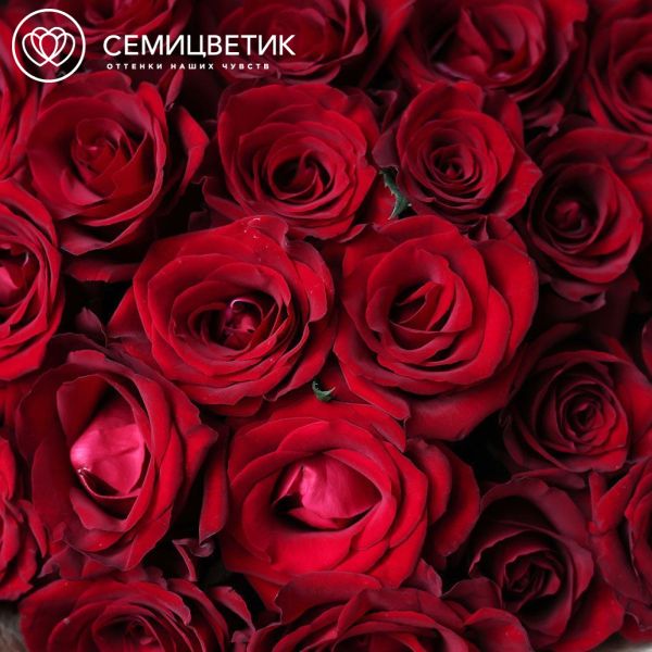 Букет из 25 красных роз Ever Red 60 см (Кения)