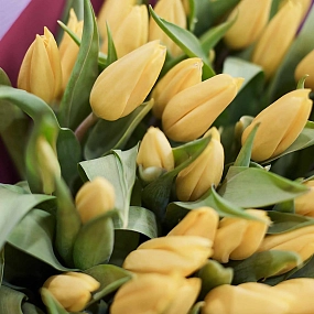 Букет из 101 желтого тюльпана 40 см в бордовой пленке