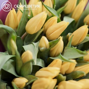 Букет из 101 желтого тюльпана 40 см в бордовой пленке