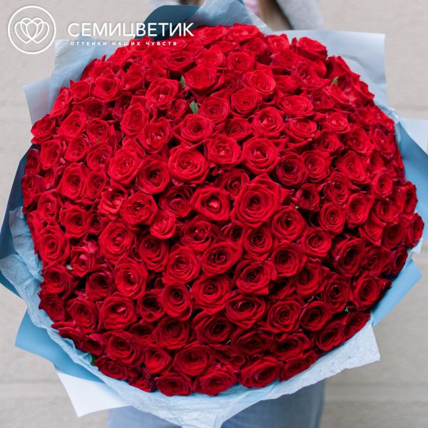 Букет из 151 красной розы 35-40 см (Россия)