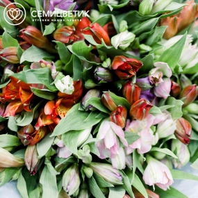 Букет из 25 альстромерий микс в голубой пленке