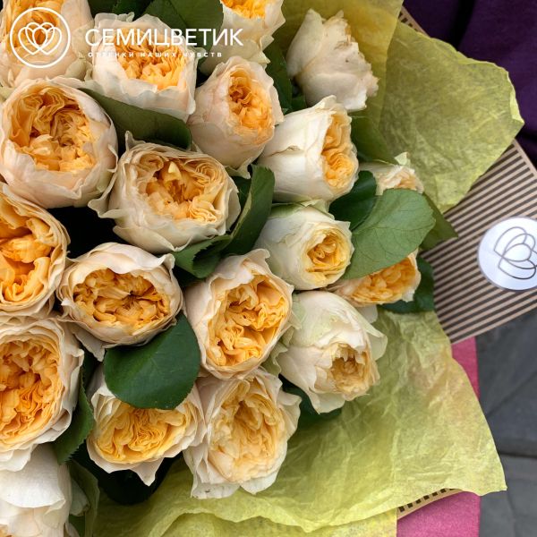 Букет из 25 кремовых пионовидных роз Peach Vuvuzela 40 см