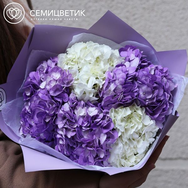 Букет из 5 белых и фиолетовых гортензий