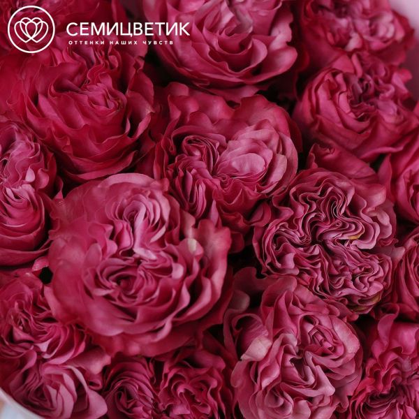 Букет из 15 сиреневых пионовидных роз Queen Crown 50 см (Эквадор)