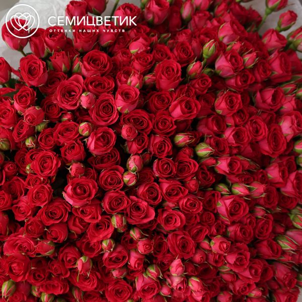 Букет из 101 малиновой кустовой розы 40-50 см (Россия)