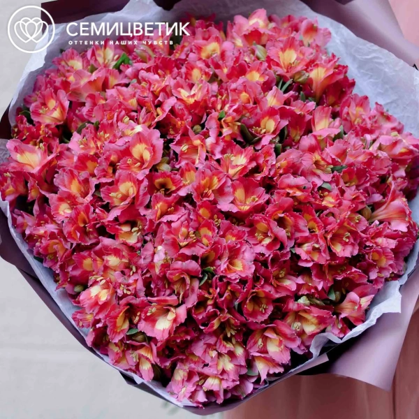 Букет из 51 альстромерии в розовых тонах в бордовой пленке