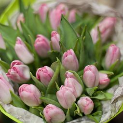 Тюльпан Нежно-розовый поштучно