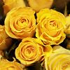 Желтые розы Tara 50 см (Эквадор)