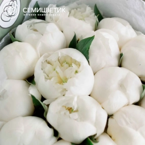 Букет из 15 белых пионов Premium в зеленой пленке