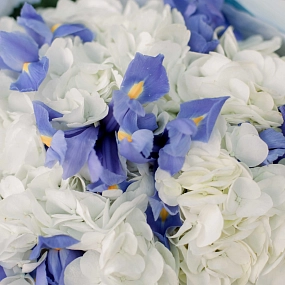 Букет из 3 белых гортензий и 10 синих ирисов в голубой пленке