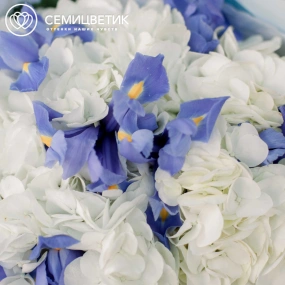 Букет из 3 белых гортензий и 10 синих ирисов в голубой пленке