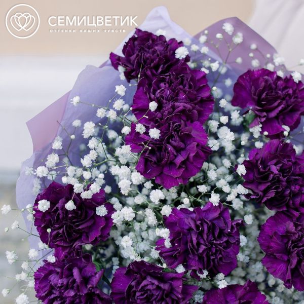 Букет из 15 фиолетовых гвоздик с гипсофилой