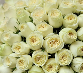 Букет из 101 белой пионовидной розы Titanium (Кения) 40 см в прозрачной упаковке 