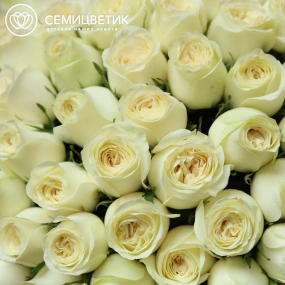 Букет из 101 белой пионовидной розы Titanium (Кения) 35-40 см в прозрачной упаковке 