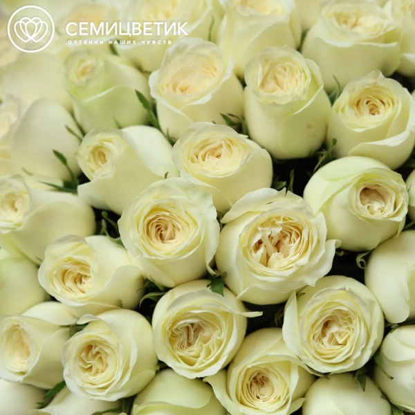 Букет из 101 белой пионовидной розы Titanium (Кения) 35-40 см в прозрачной упаковке 