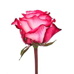 Роза (Эквадор) Rivera 60 см Кремовая с розовой каймой поштучно