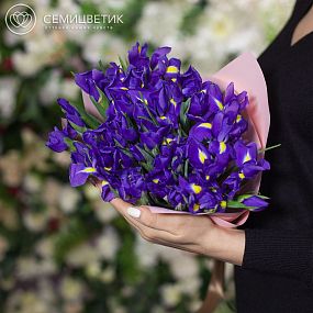 Монобукет  из 25 синих ирисов в розовой пленке