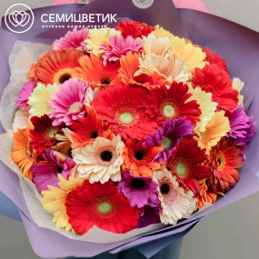 Букет из 51 герберы микс в сиреневой пленке