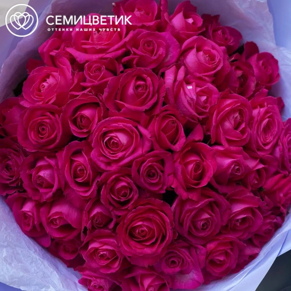 Букет из 45 малиновых роз 35-40 см (Россия) в сиреневой пленке