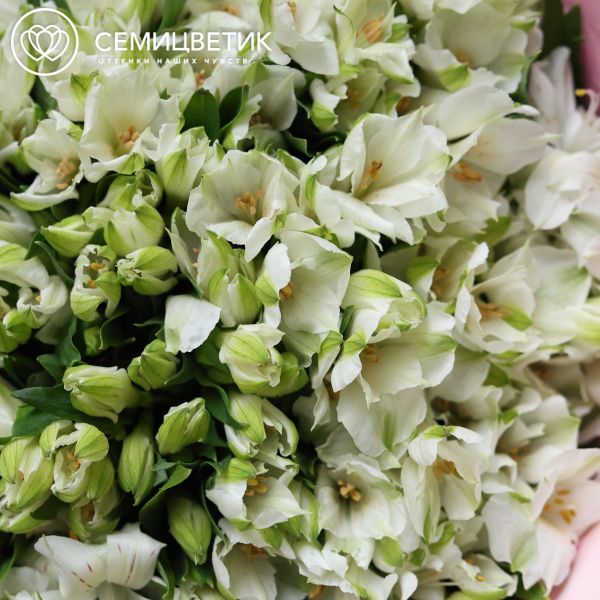 Букет из 51 белой альстромерии