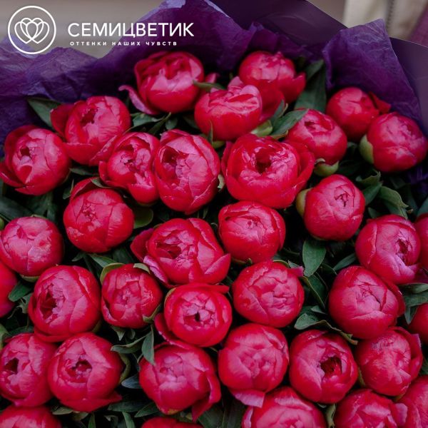 Букет из 25 коралловых пионов Coral Sunset Standart в сиреневой пленке