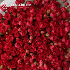 Букет из 101 малиновой кустовой розы 40-50 см (Россия) в прозрачной упаковке