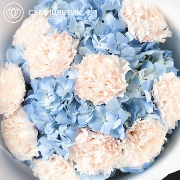 Букет из 3 голубых гортензий и 10 кремовых гвоздик в белой пленке