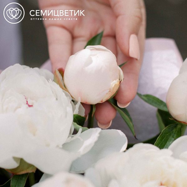 Букет из 11 нежно-розовых пионов Standart
