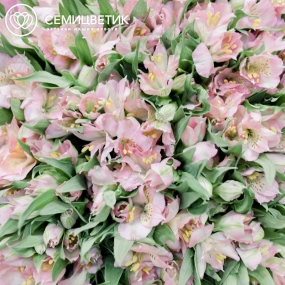 Букет из 51 альстромерии в розовых тонах в кремовой пленке