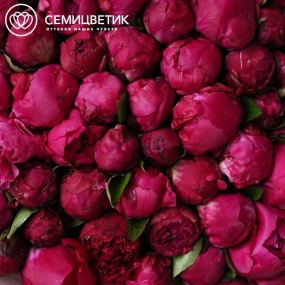 Букет из 101 ярко-розового пиона Red Sarah Bernhardt Premium в прозрачной упаковке