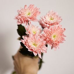 Хризантема одноголовая розовая поштучно
